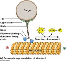 Schematic of kinesin movement along a microtubule