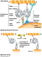 Diagram of dynein/dynactin structure and power stroke