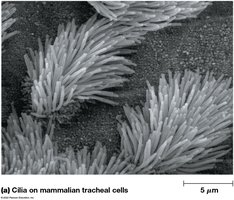 Cilia on mammalian tracheal cells