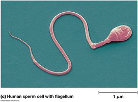 Human sperm cell with flagellum