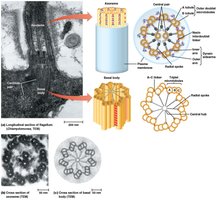 Longitudinal and cross-section of flagellum axoneme and basal body
