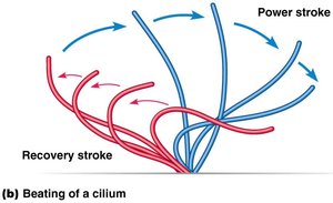 Diagram of doublet sliding and bending in axoneme