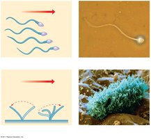 Diagram of ciliary and flagellar beating patterns