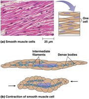 Smooth muscle structure