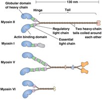 Diagram of myosin types and domains