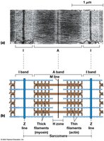 Diagram of sarcomere bands and lines