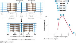 Sliding filament model and length-tension diagram