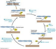 Contraction cycle of myosin and actin