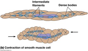 Smooth muscle cell structure and contraction