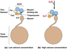 Calcium regulation of contraction and relaxation
