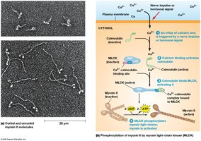 Phosphorylation of myosin by MLCK in smooth muscle