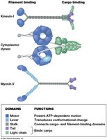 Diagram of kinesin, dynein, and myosin V structures and domains