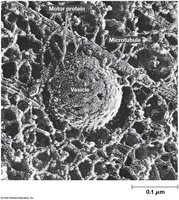 Electron micrograph of vesicle transport along microtubules