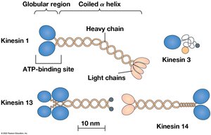 Diagram of kinesin structure