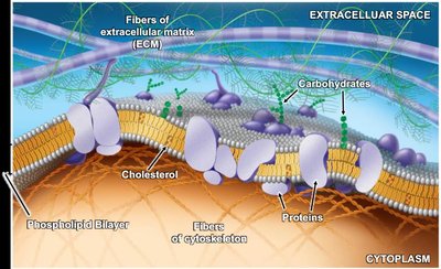 Structure of the plasma membrane with labeled components