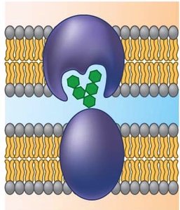 Transport protein in membrane