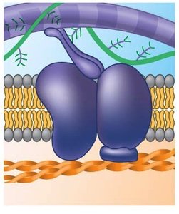 Attachment protein connecting cell to cytoskeleton
