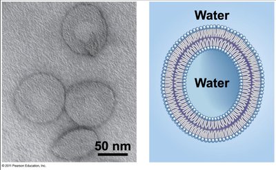 Electron micrograph and diagram of lipid vesicles