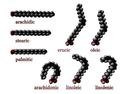 Carrier protein in membrane