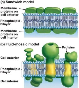 Comparison of sandwich and fluid-mosaic models