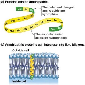 Amphipathic proteins and their integration into bilayers