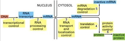 Gene expression control points from DNA to protein