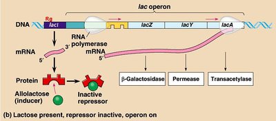 Lac operon structure and regulation with lactose present