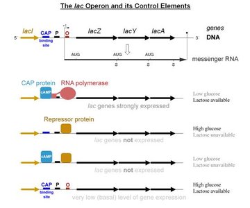 Lac operon control elements and expression under different conditions