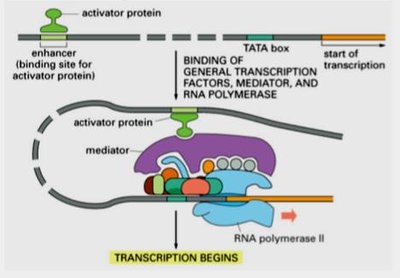 Eukaryotic transcriptional control with activator proteins and transcription factors