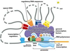 Complex regulation of transcription with regulatory DNA sequences and transcription regulators
