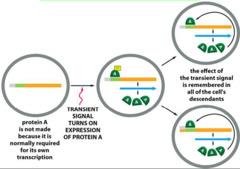 Transcriptional memory and inheritance of gene expression