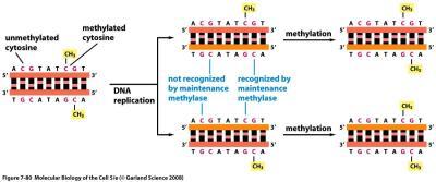 DNA methylation and maintenance during replication