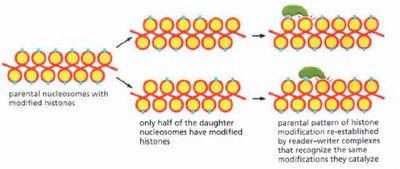 Inheritance of histone modifications in nucleosomes