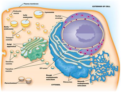 Diagram of the endomembrane system in a eukaryotic cell
