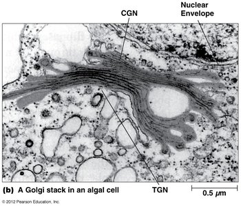Electron micrograph of a Golgi stack in an algal cell