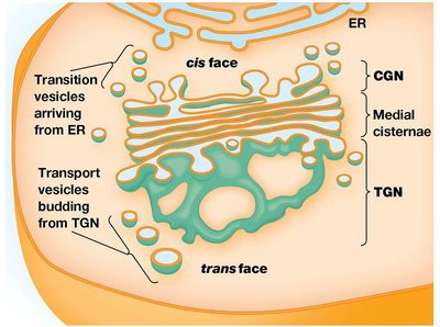Diagram of Golgi stack organization