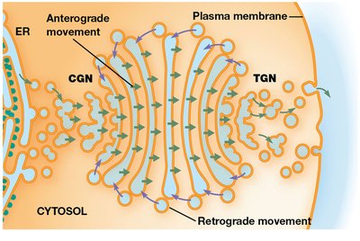 Cisternal maturation model of Golgi trafficking
