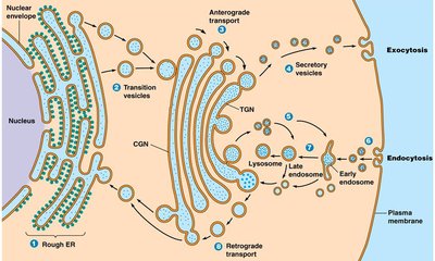 Diagram of anterograde and retrograde transport in the Golgi