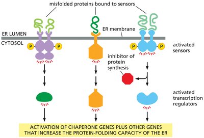 Diagram of unfolded protein response in the ER