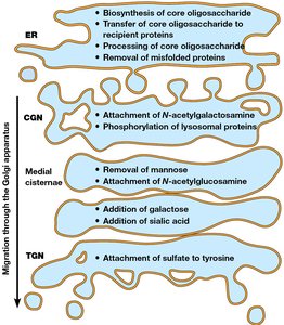 Compartmentalization of glycosylation steps in the Golgi