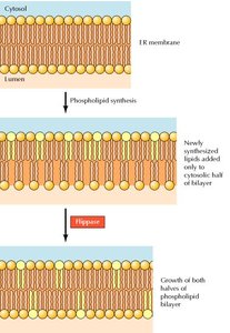 Diagram of phospholipid synthesis and flippase action in the ER membrane