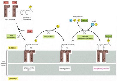 Pathways of phospholipid biosynthesis in the ER