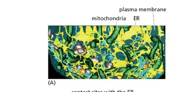 Spatial relationships between ER and other organelles