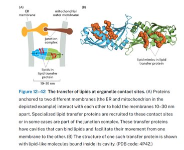 Transfer of lipids at organelle contact sites