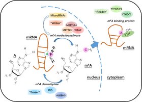 m6A modification in mRNA