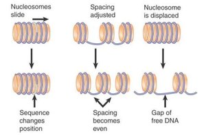 Chromatin remodelling of nucleosomes