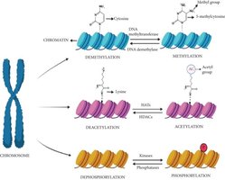 Histone modifications: methylation, acetylation, phosphorylation