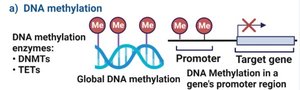DNA methylation and gene silencing