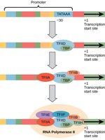 General transcription factors assembling at promoter