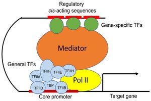 Mediator complex and transcription factor domains